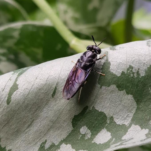 Black Soldier Fly