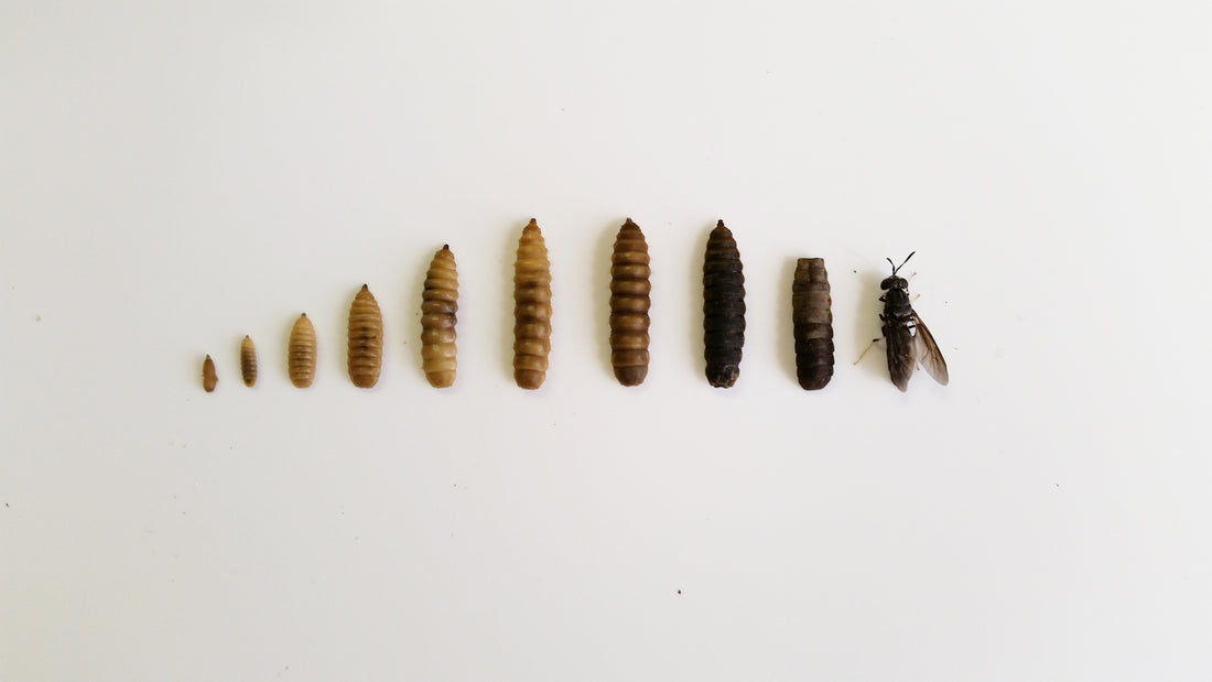 Black Soldier Fly Life Cycle