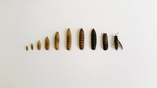 Black Soldier Fly Life Cycle