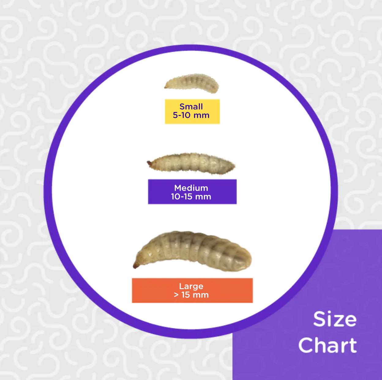 Obie's Medium BSFL (Wholesale Bulk)